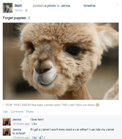 Alpaca