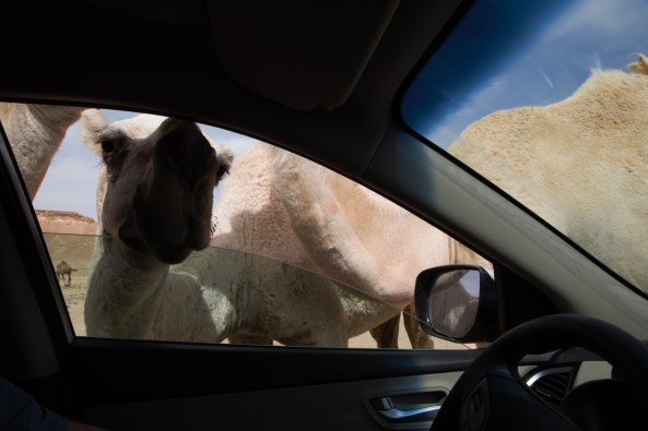 Camels at the car window