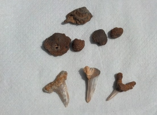 Saudi sea fossils - shark teeth and shells