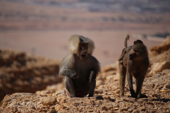 Desert baboons, south of Riyadh