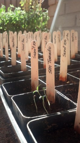 Seedlings