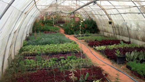 Beautiful Garden greenhouse