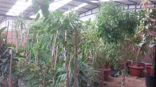 Beautiful Garden greenhouse