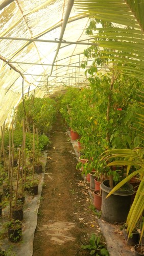 Beautiful Garden greenhouse