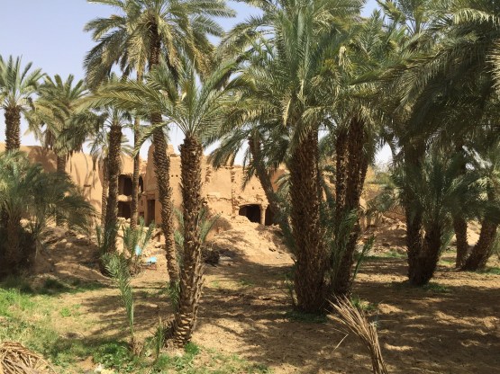 Date orchard at Raudat Sudair ruins, Saudi Arabia